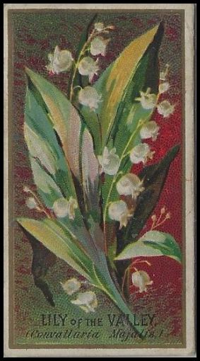 Lily of the Valley